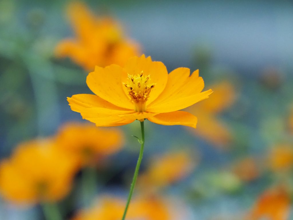 Focused marigold flower in a field of marigolds