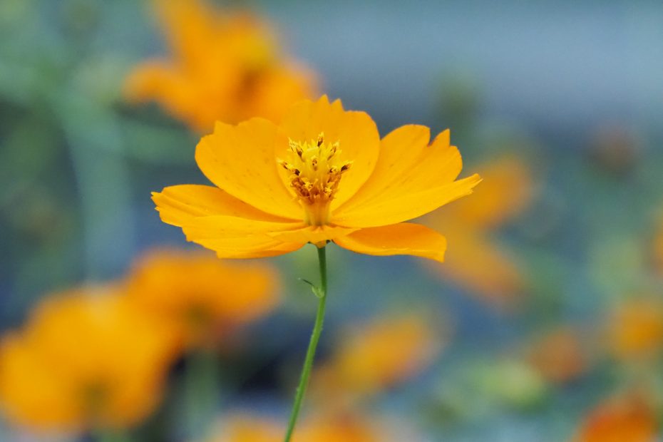 Focused marigold flower in a field of marigolds